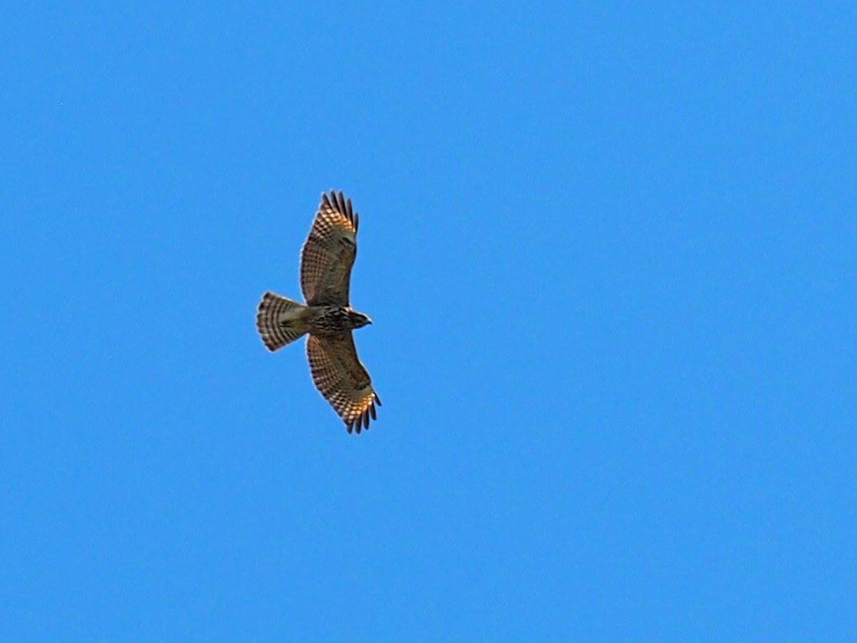 Red-shouldered Hawk - ML642432512