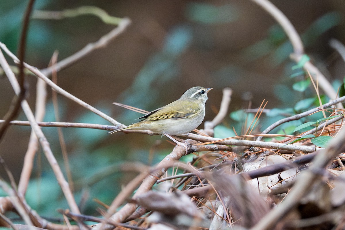 Sakhalin Leaf Warbler - ML642432520