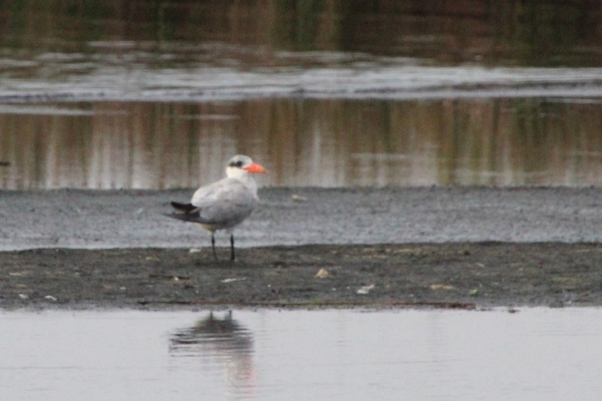 Caspian Tern - ML642432529