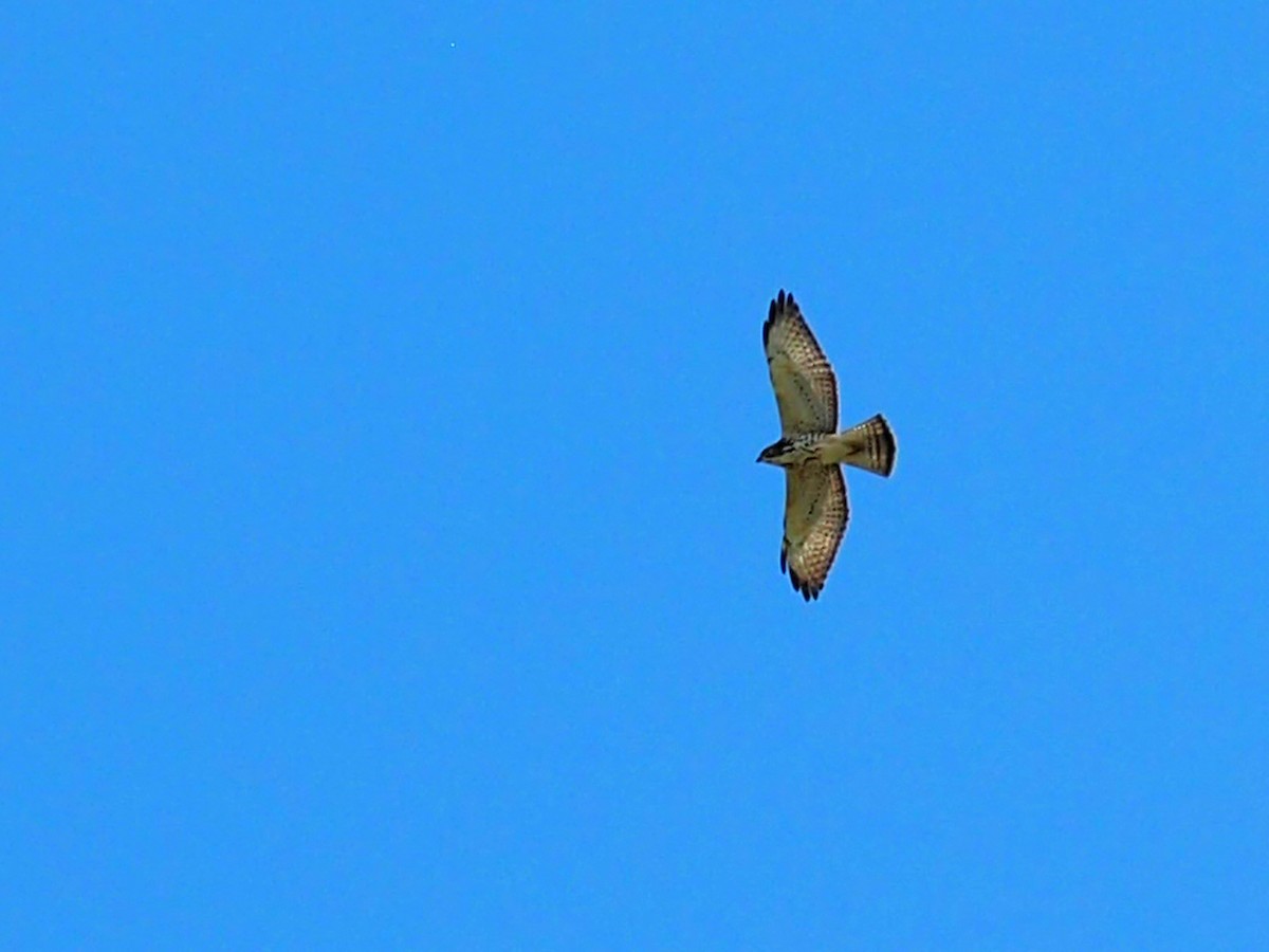 Broad-winged Hawk - ML642432535