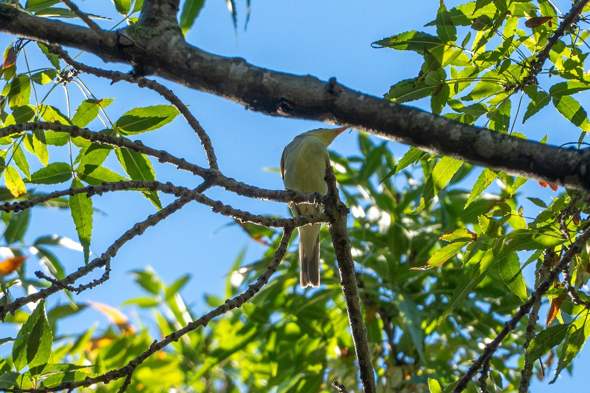 Icterine Warbler - ML642432558