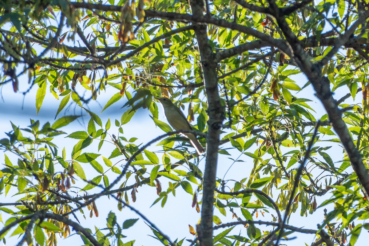Icterine Warbler - ML642432563