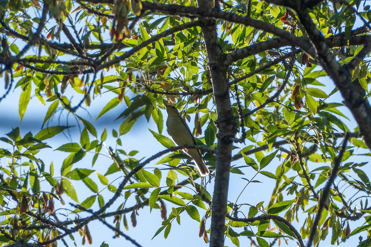 Icterine Warbler - ML642432568
