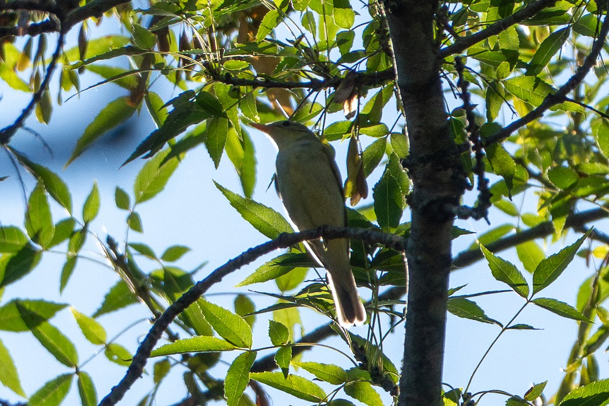 Icterine Warbler - ML642432571