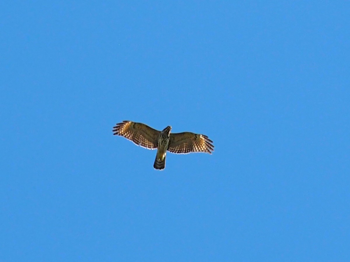 Red-shouldered Hawk - ML642432596