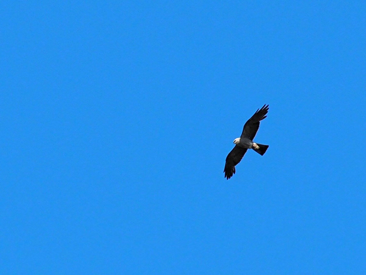 Mississippi Kite - ML642432612