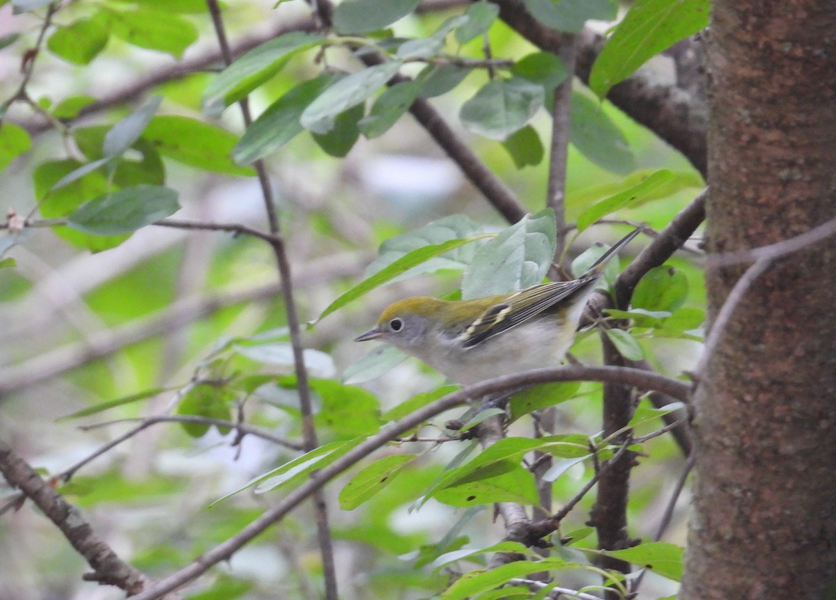 Chestnut-sided Warbler - ML642432613