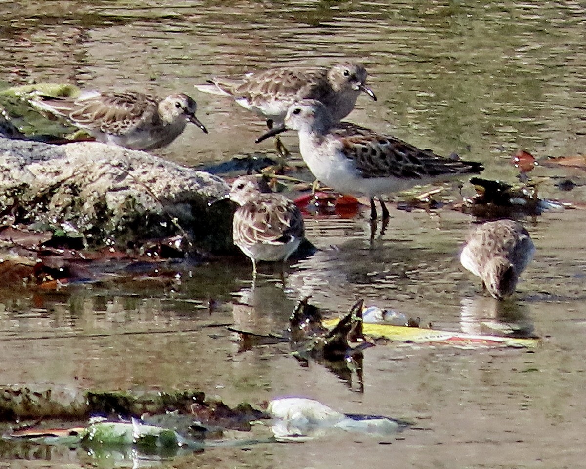 Alaska Kumkuşu - ML642432614
