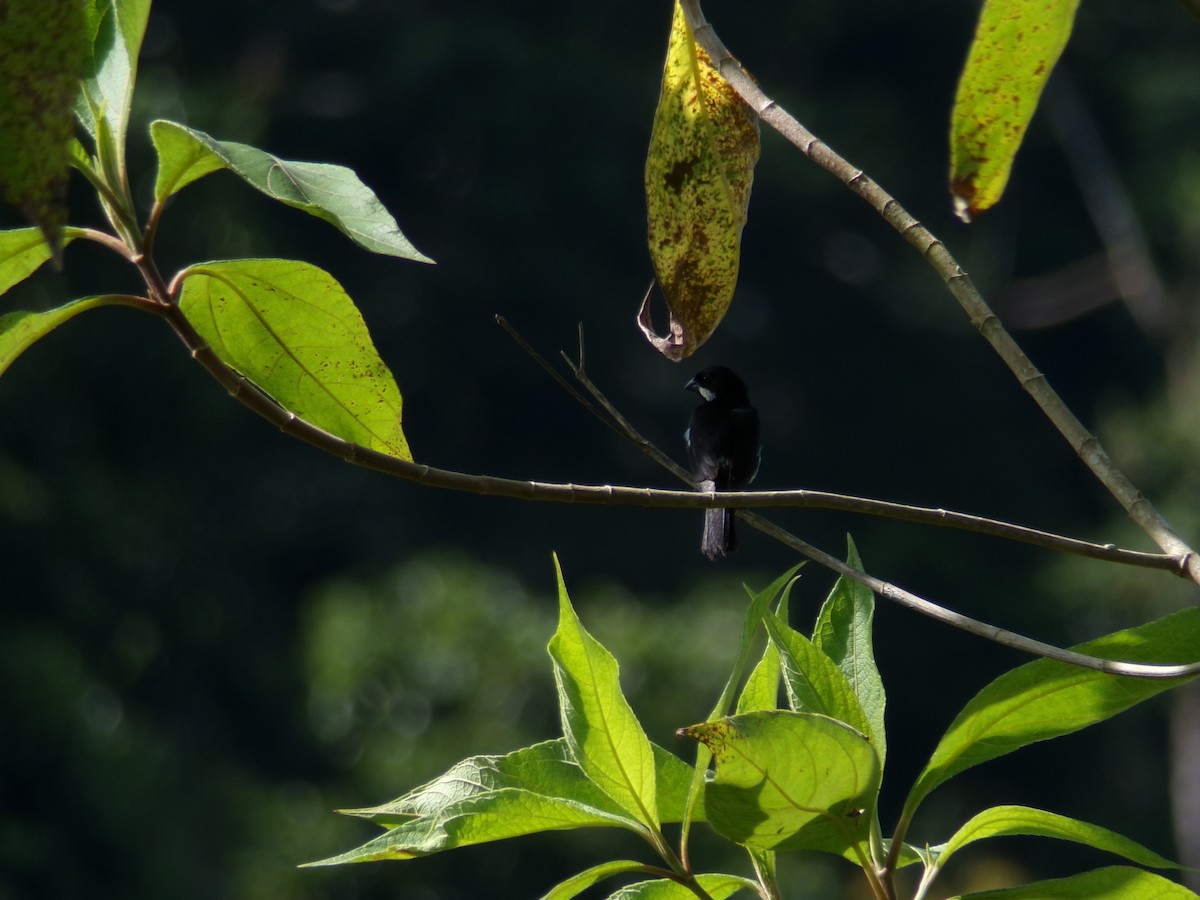 Lesson's Seedeater - ML642432620