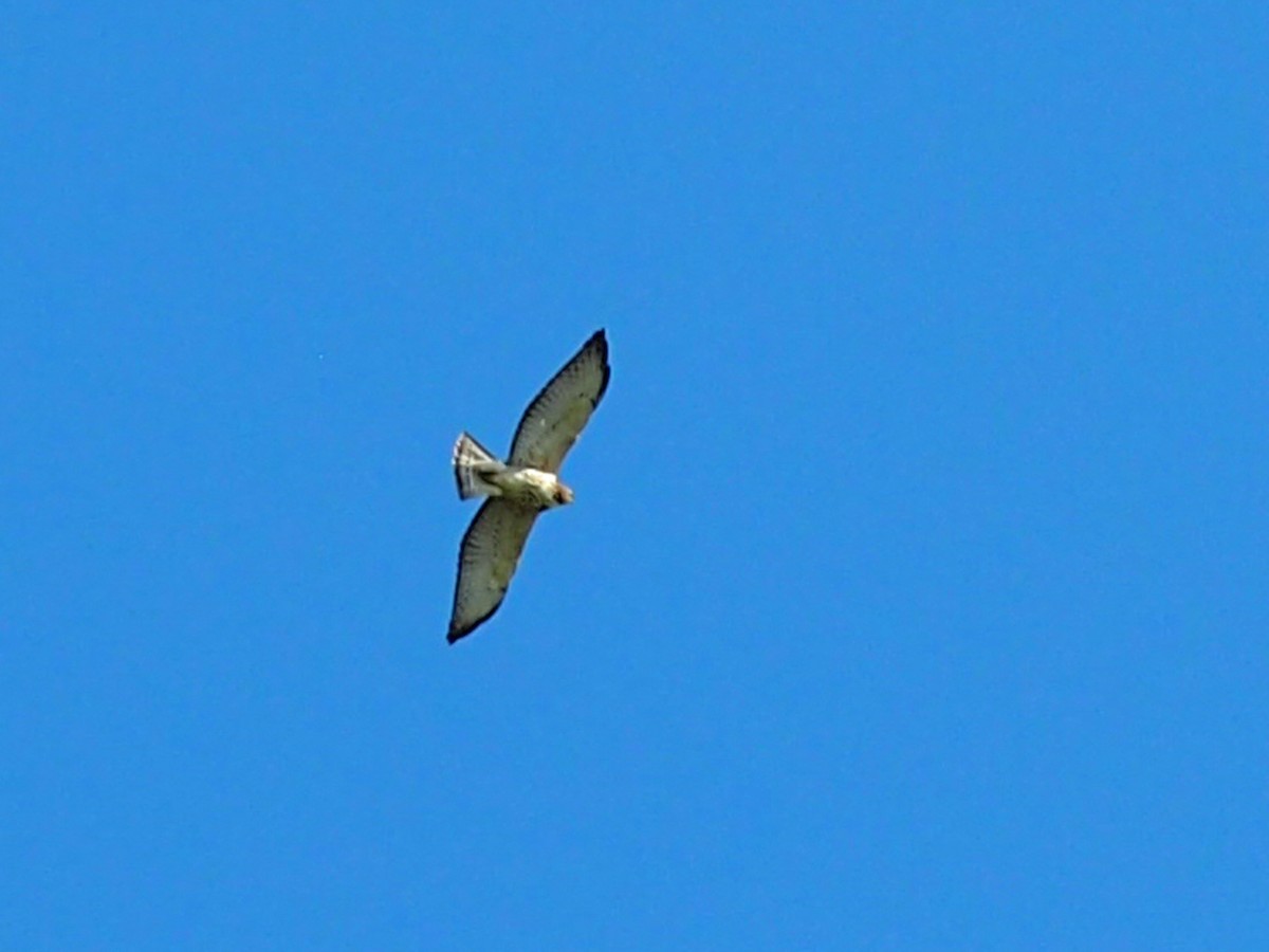 Broad-winged Hawk - ML642432635