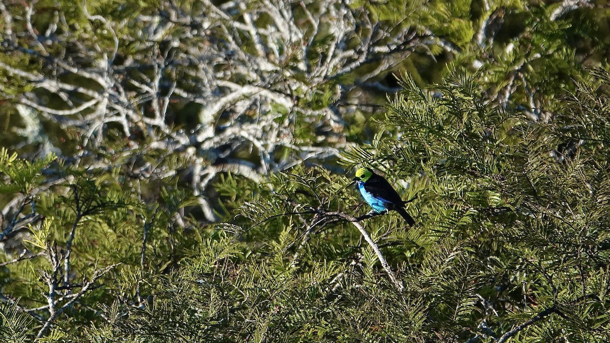 Paradise Tanager - ML642432655