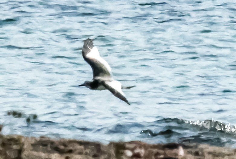 Sabine's Gull - ML642432667