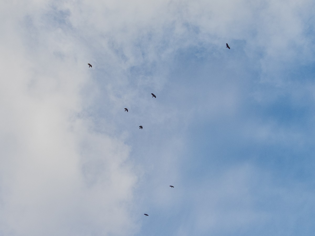 American Crow - ML642432668