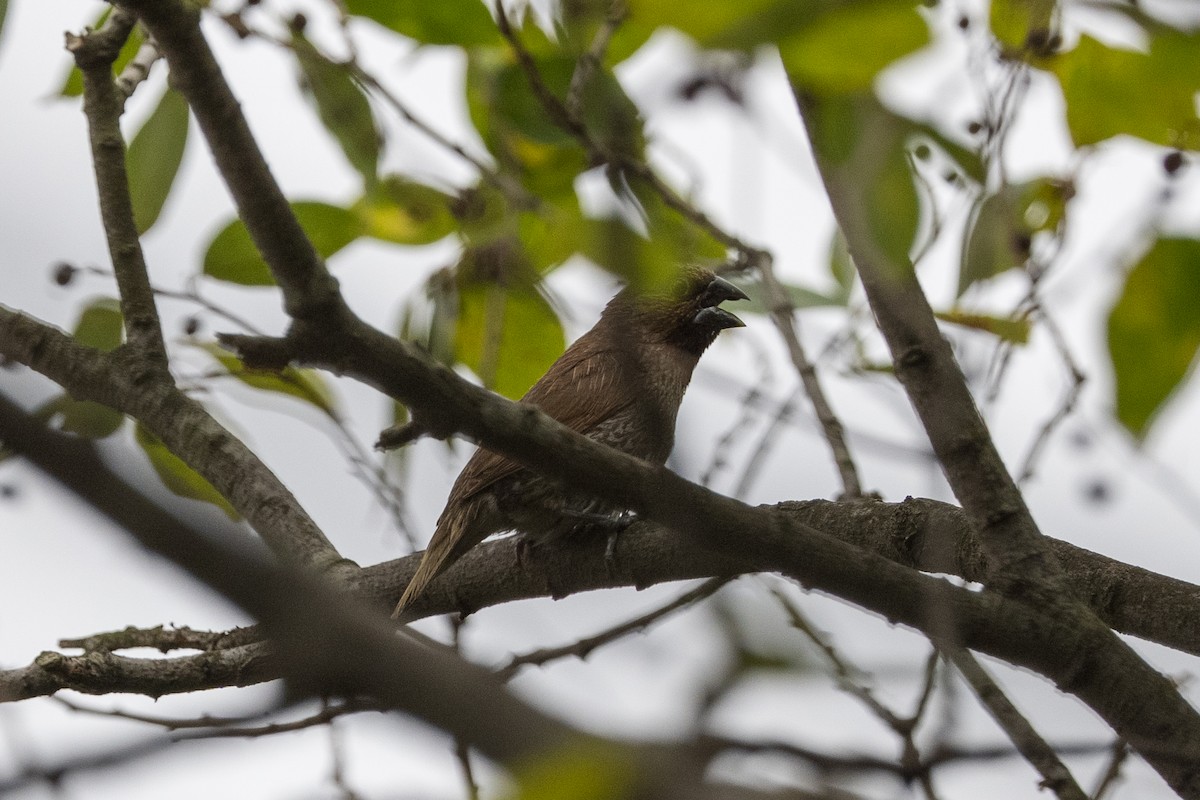 斑文鳥 - ML642432676