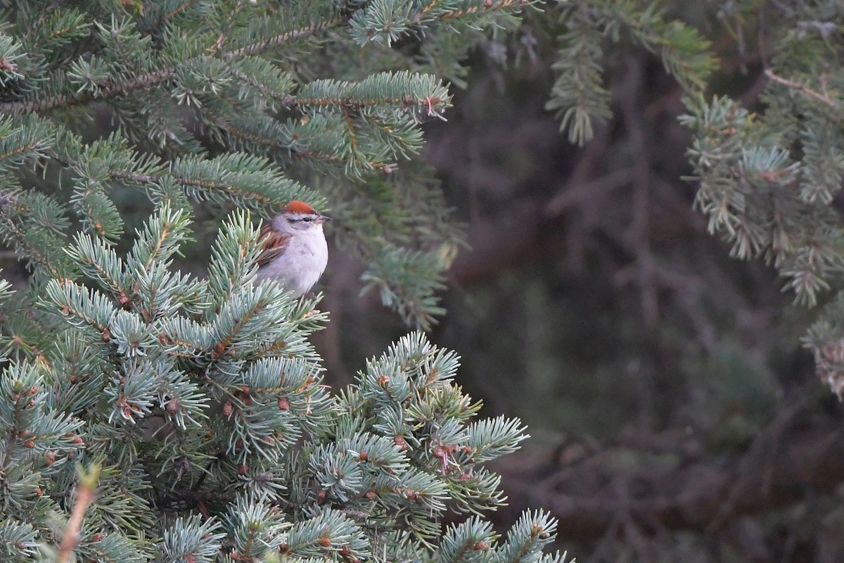 Chipping Sparrow - ML642432677