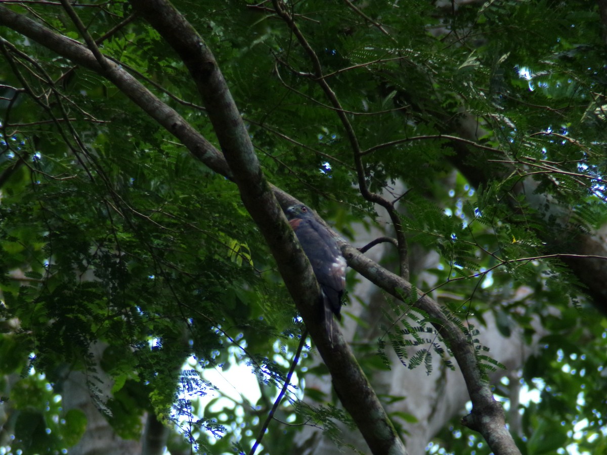 Double-toothed Kite - ML642432682