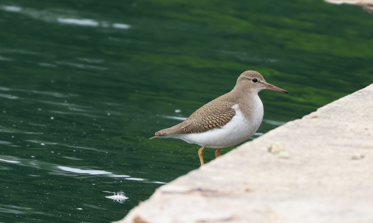 Spotted Sandpiper - ML642432695