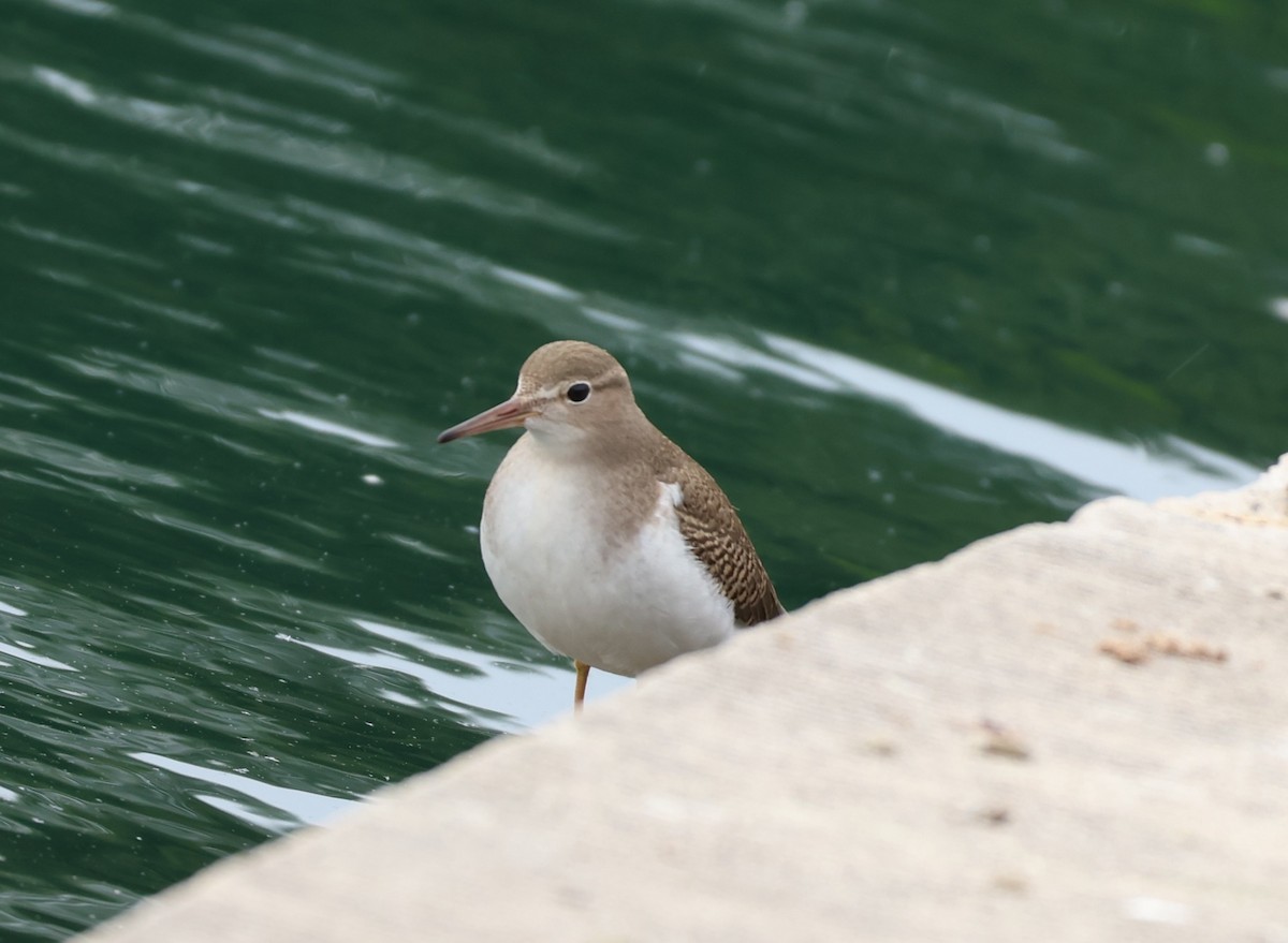 Spotted Sandpiper - ML642432698