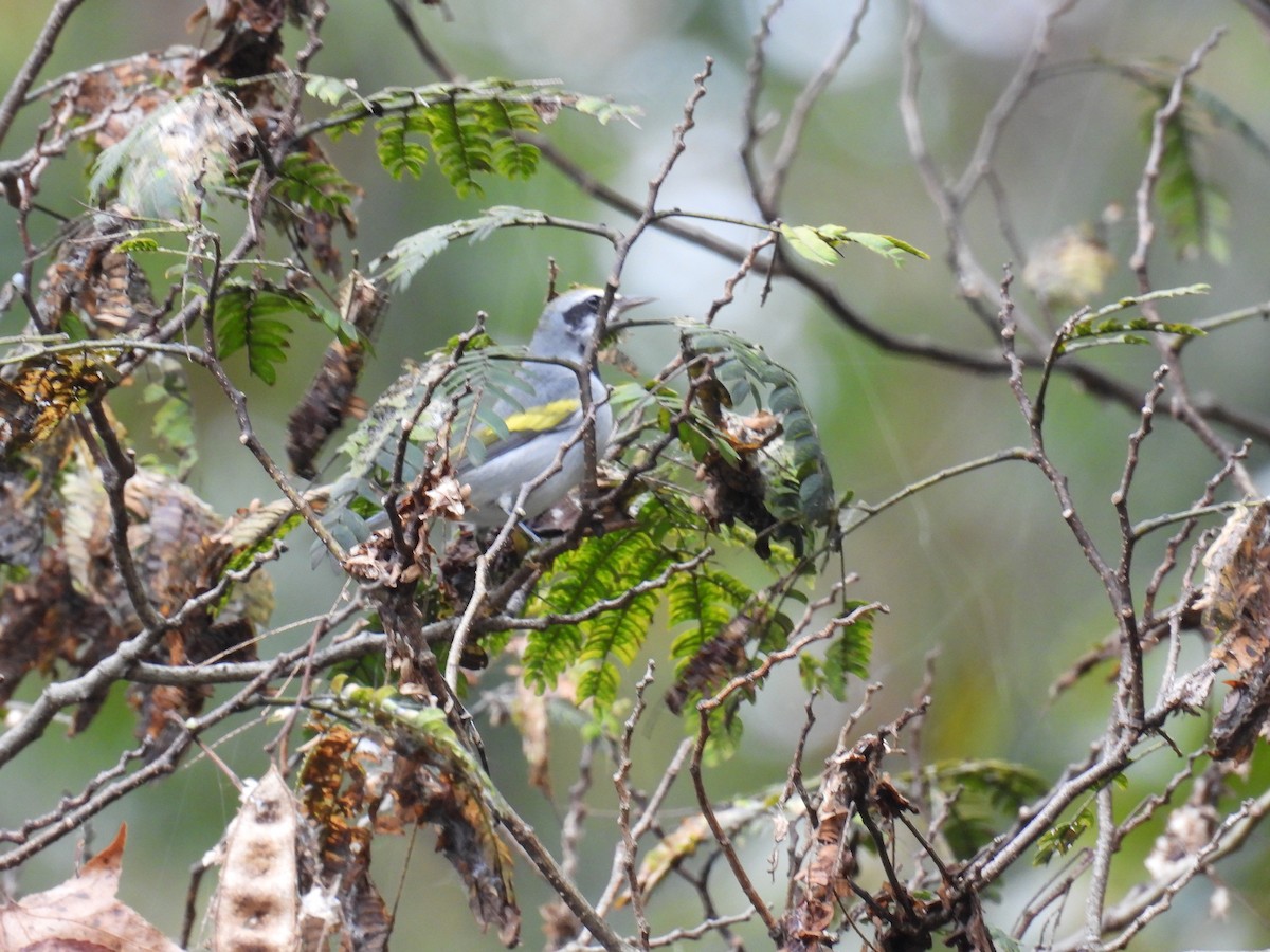 Golden-winged Warbler - ML642432700
