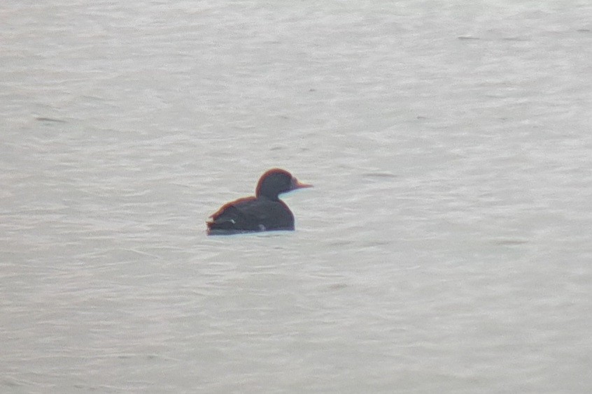 Common Scoter - ML642432710