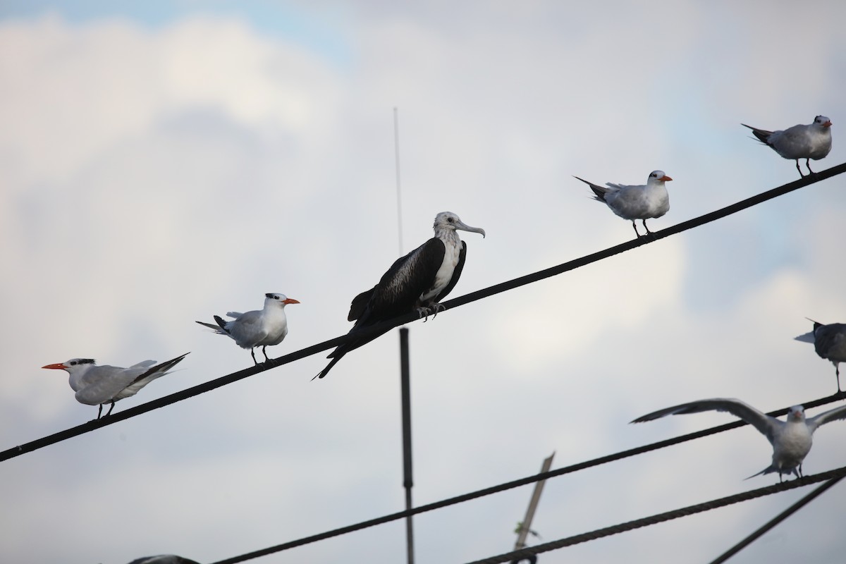 Magnificent Frigatebird - ML642432726