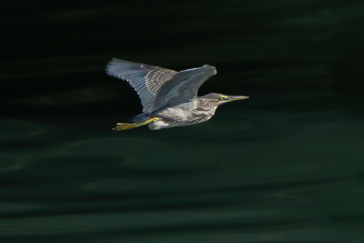 Striated Heron - ML642432727