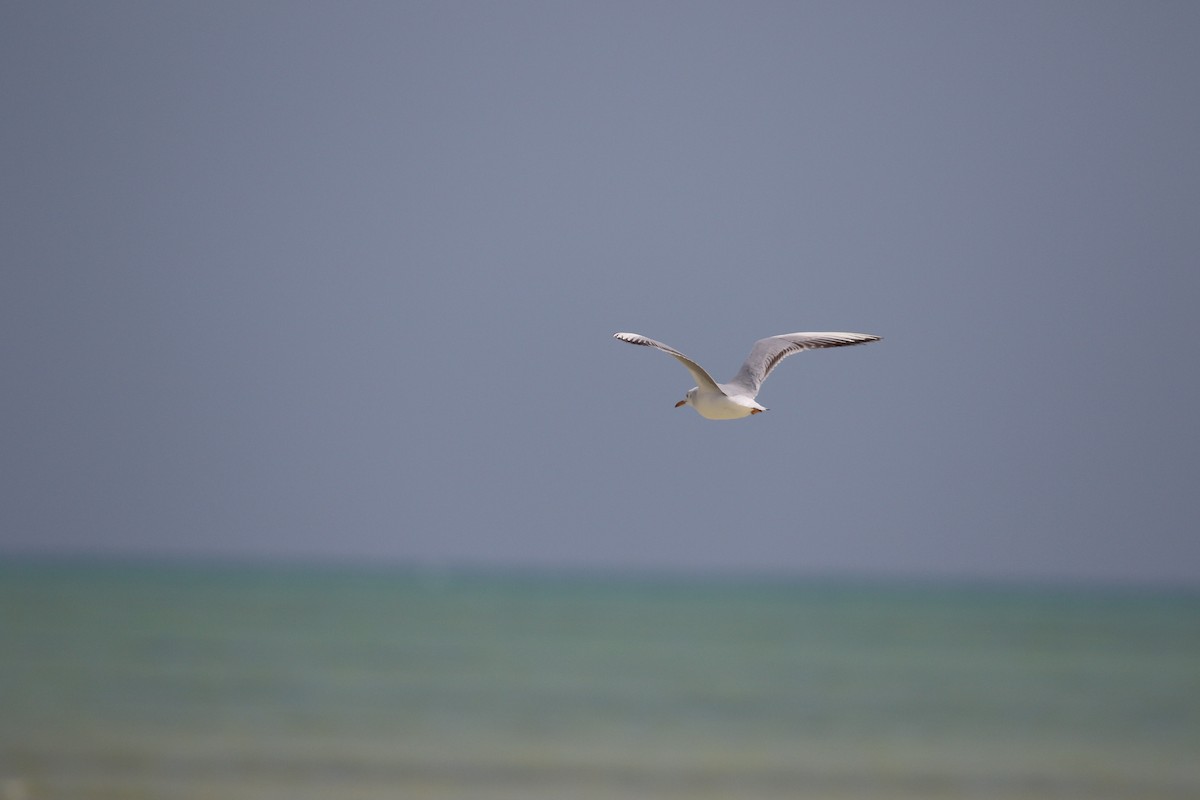 Slender-billed Gull - ML642432731