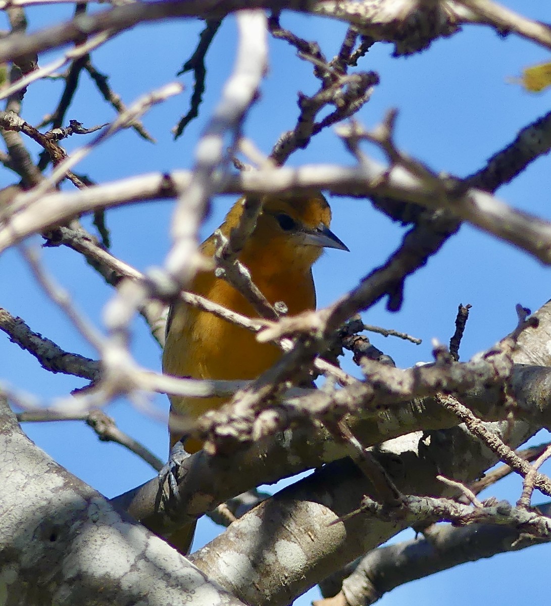 Baltimore Oriole - ML642432732