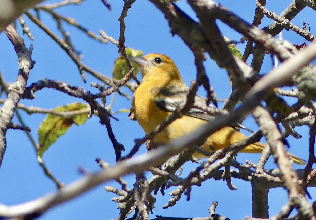 Baltimore Oriole - ML642432733