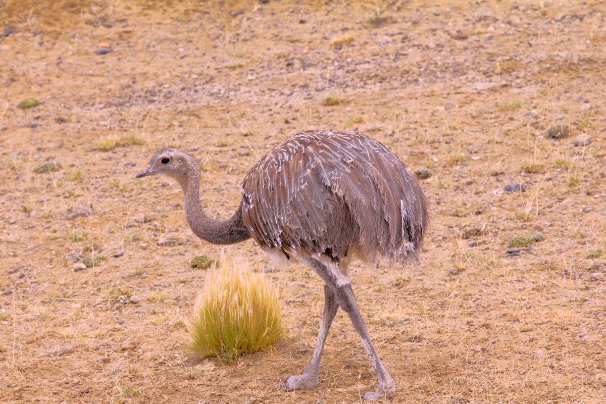 Lesser Rhea - ML642432734