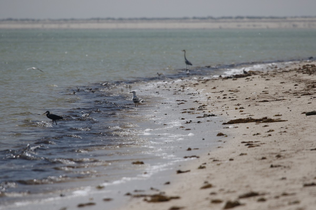 Lesser Black-backed Gull - ML642432745