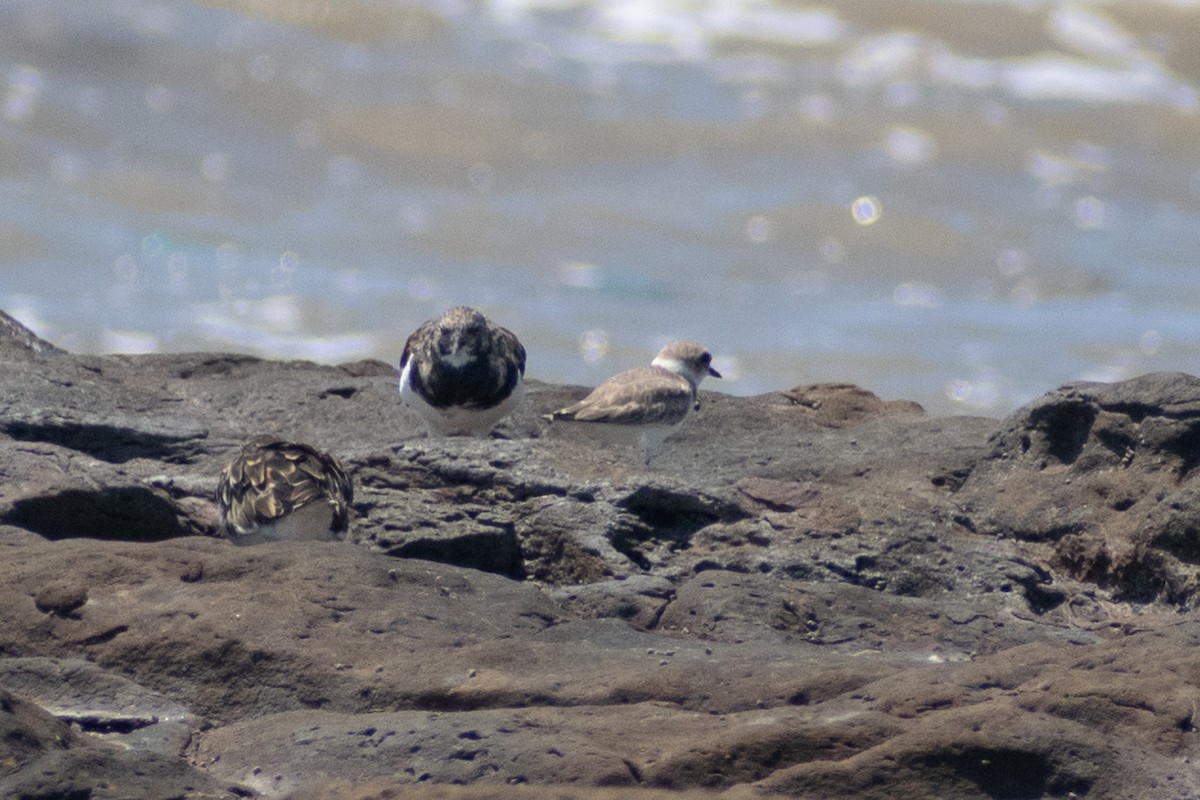 Kentish Plover - ML642432747