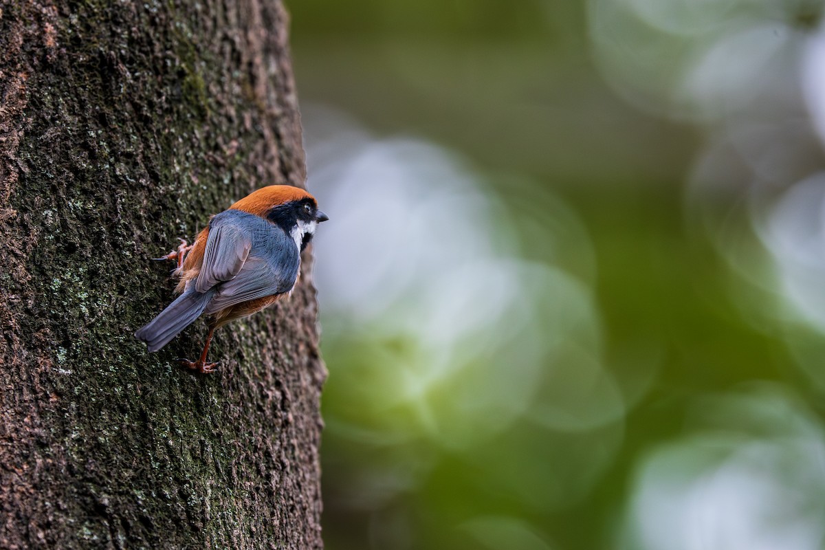 Black-throated Tit - ML642432748