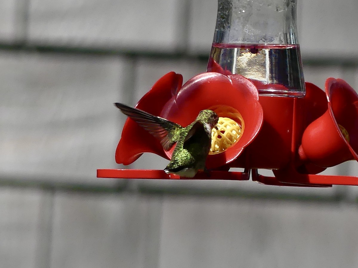 Ruby-throated Hummingbird - ML642432749