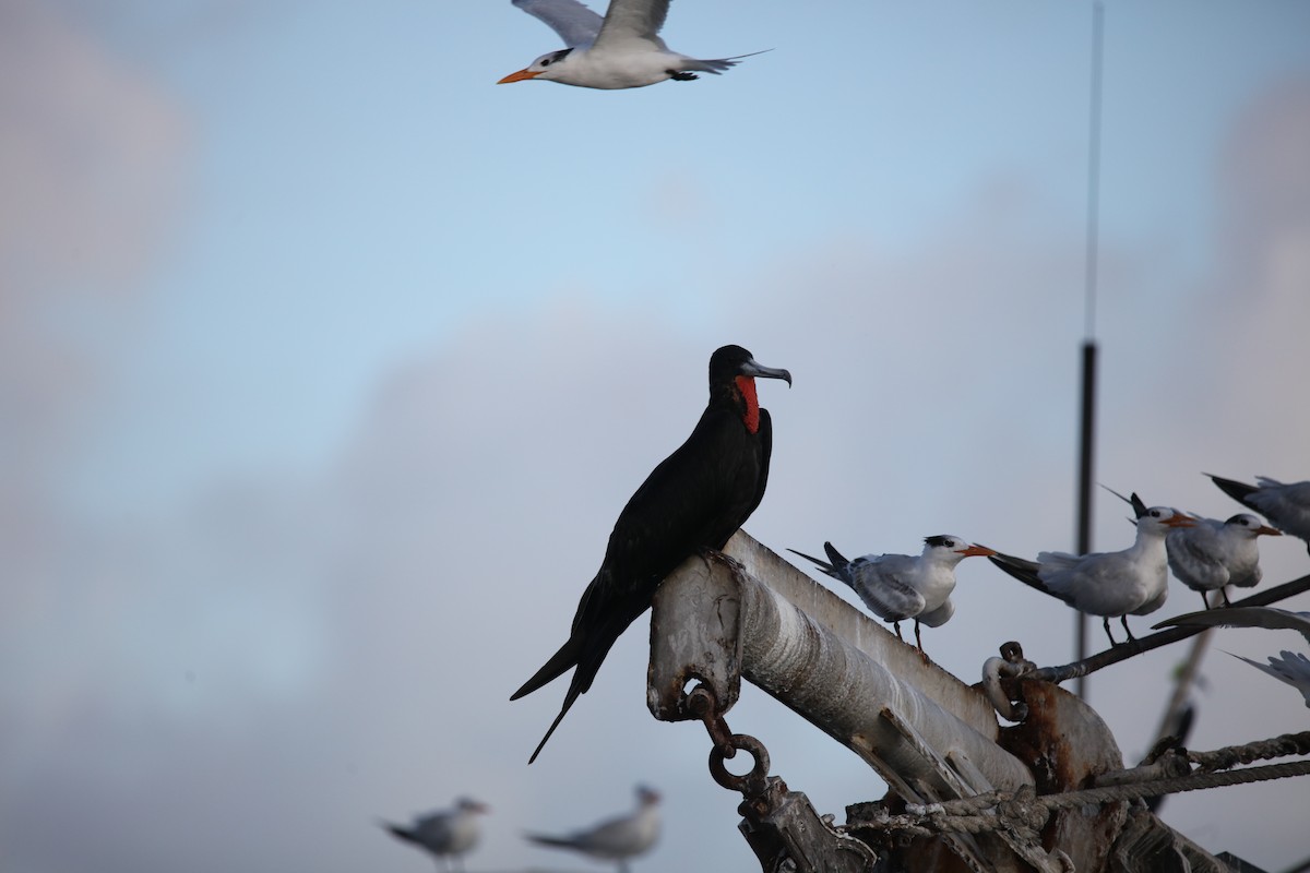 Magnificent Frigatebird - ML642432751