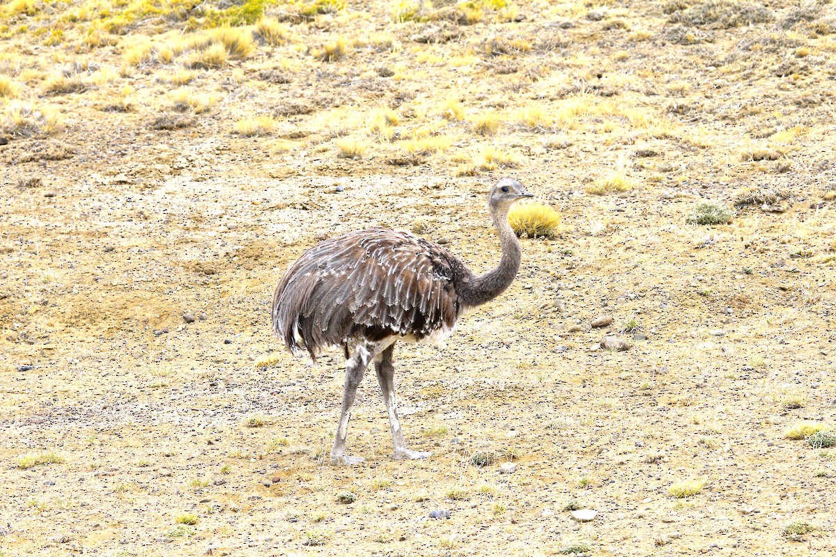 Lesser Rhea - ML642432752