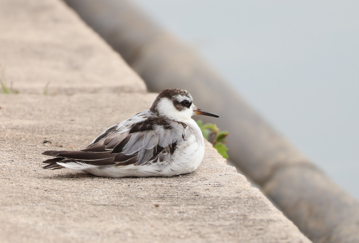 Red Phalarope - ML642432753