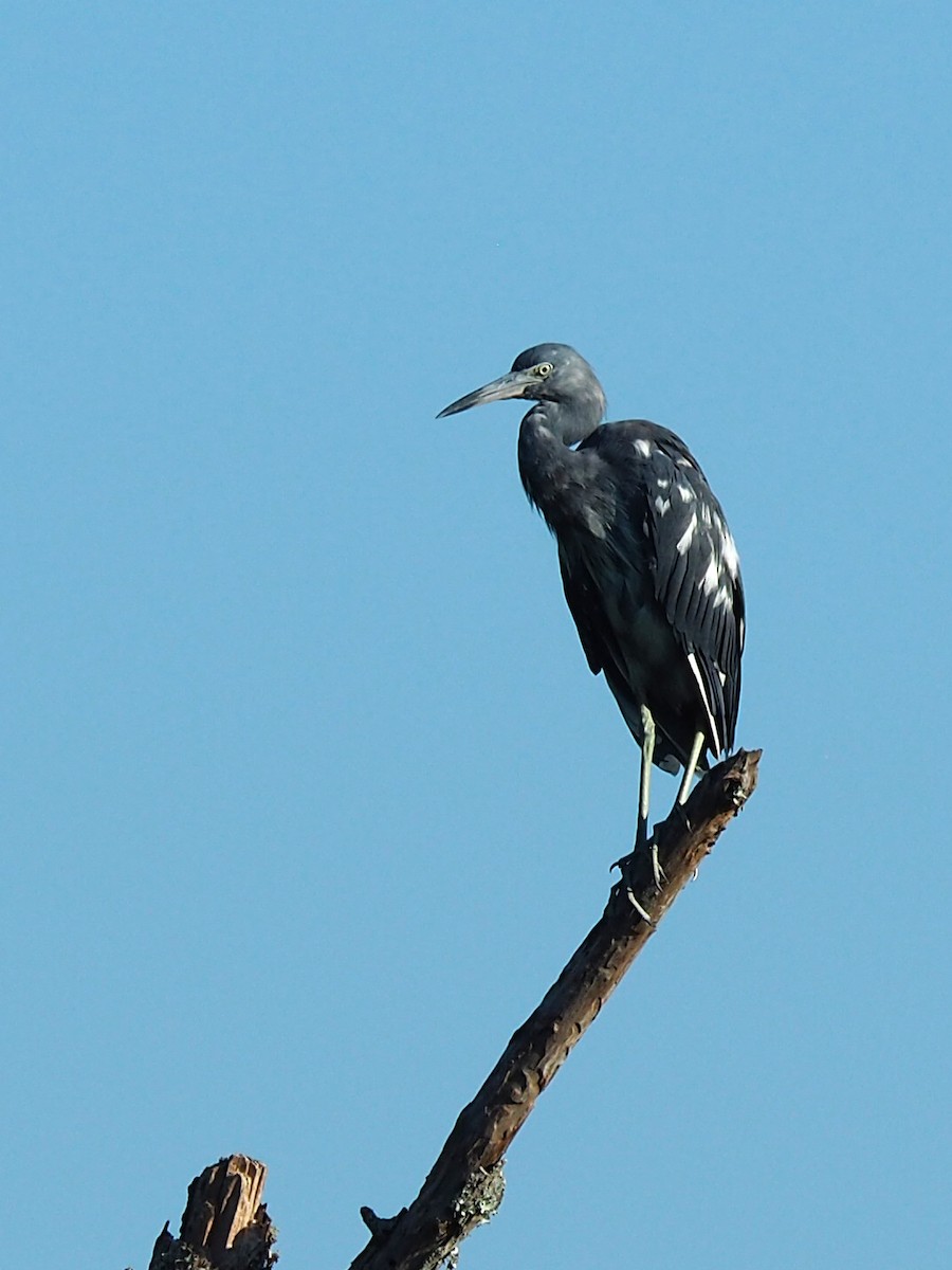 Little Blue Heron - ML642432754