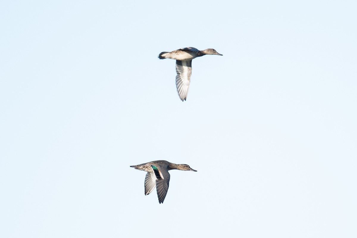 Green-winged Teal - ML642432755