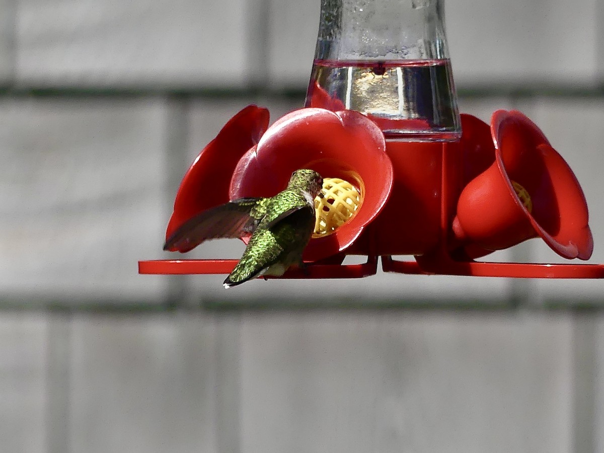 Ruby-throated Hummingbird - ML642432756