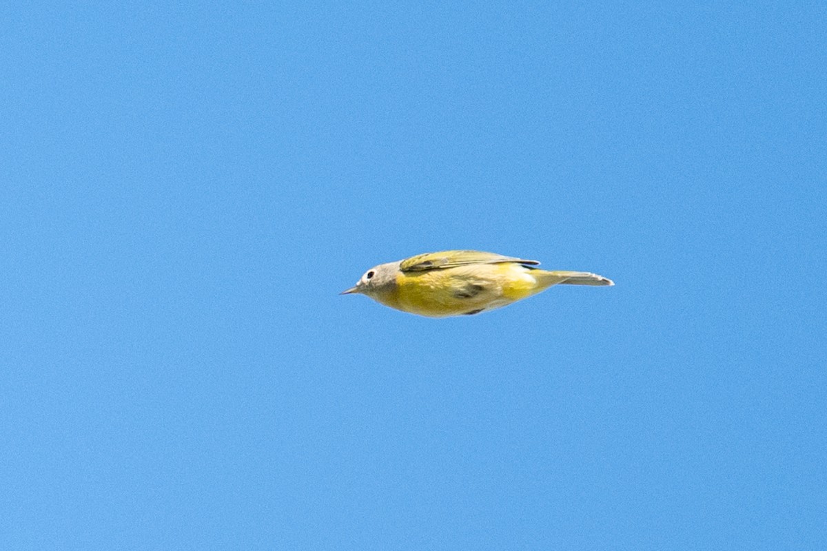 Nashville Warbler - ML642432758
