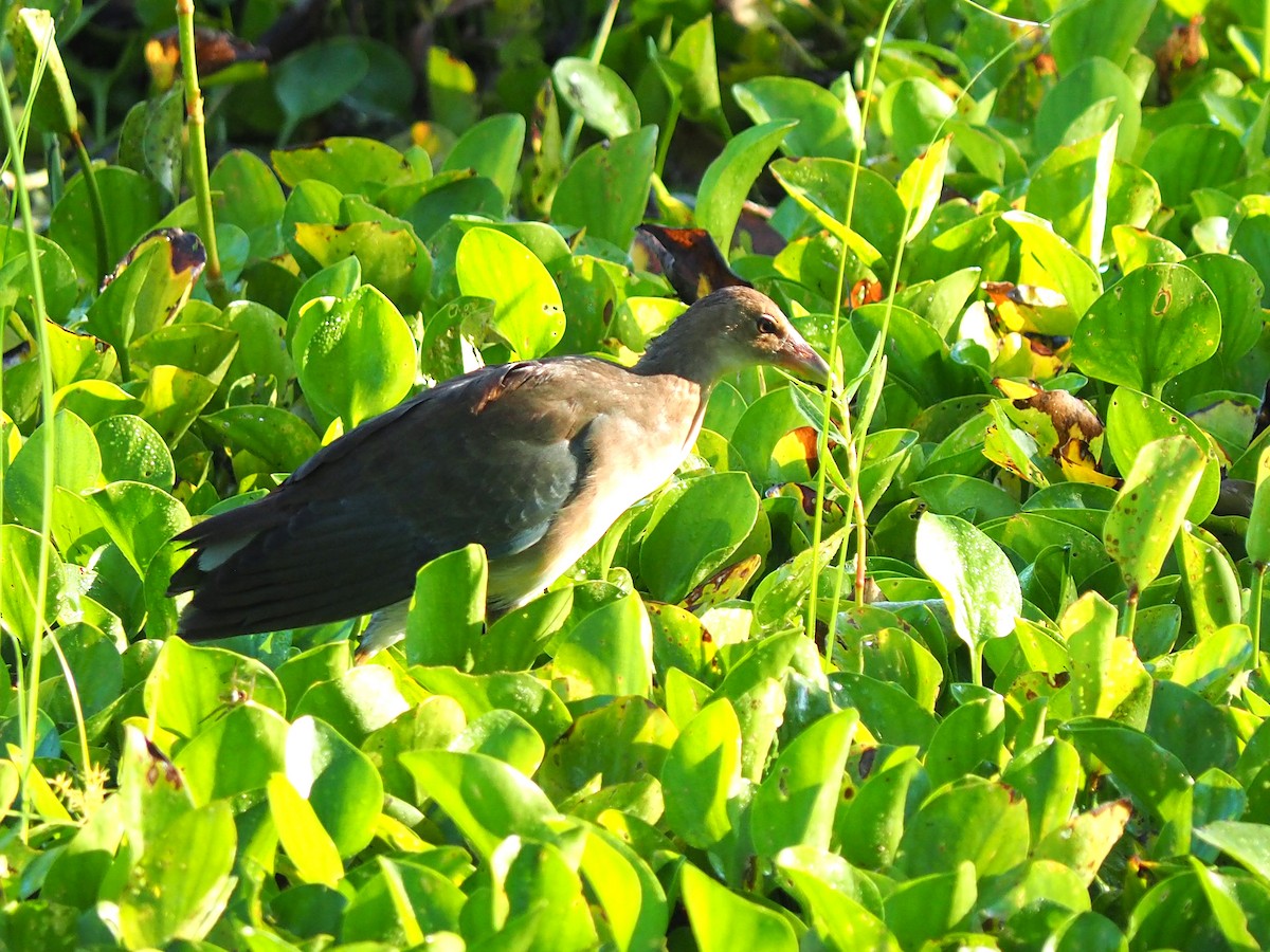 Purple Gallinule - ML642432761