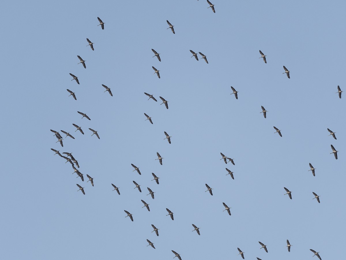 Demoiselle Crane - ML642432762