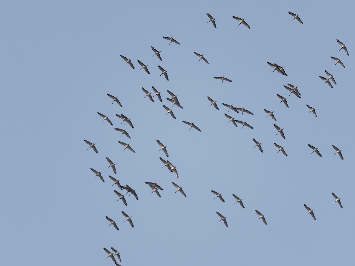 Demoiselle Crane - ML642432763
