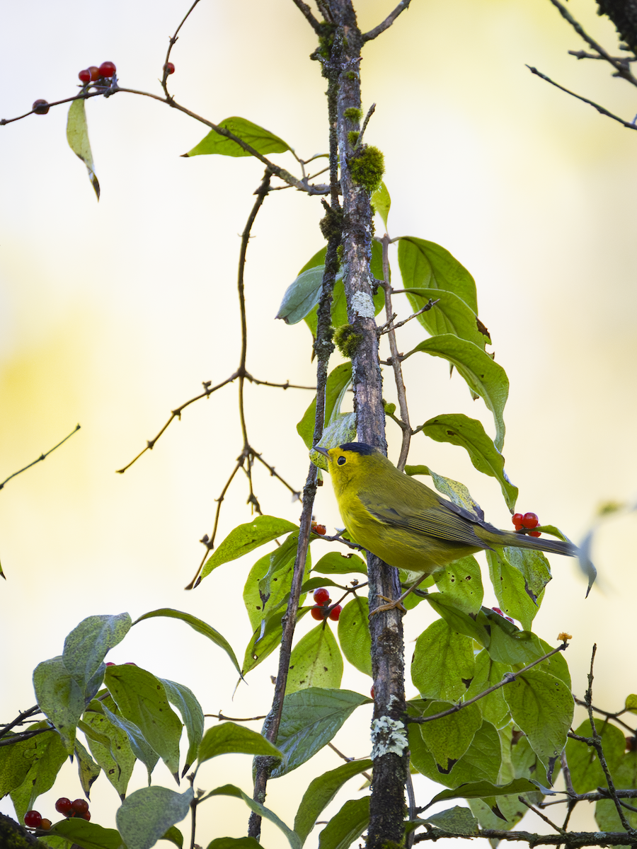 Wilson's Warbler - ML642432803