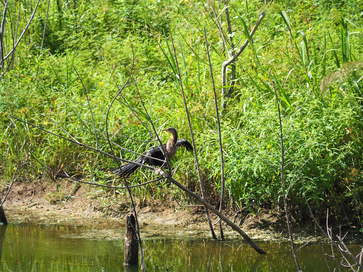 Anhinga - ML642432833