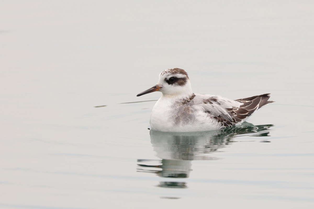 Red Phalarope - ML642432836