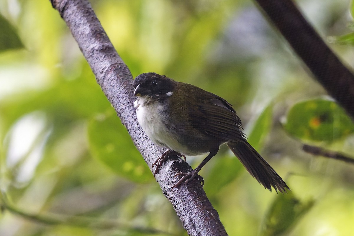 Black-headed Brushfinch - ML642432869