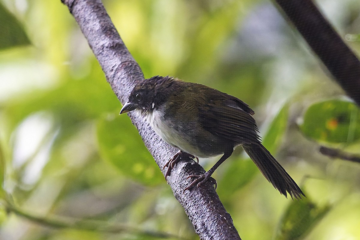 Black-headed Brushfinch - ML642432870
