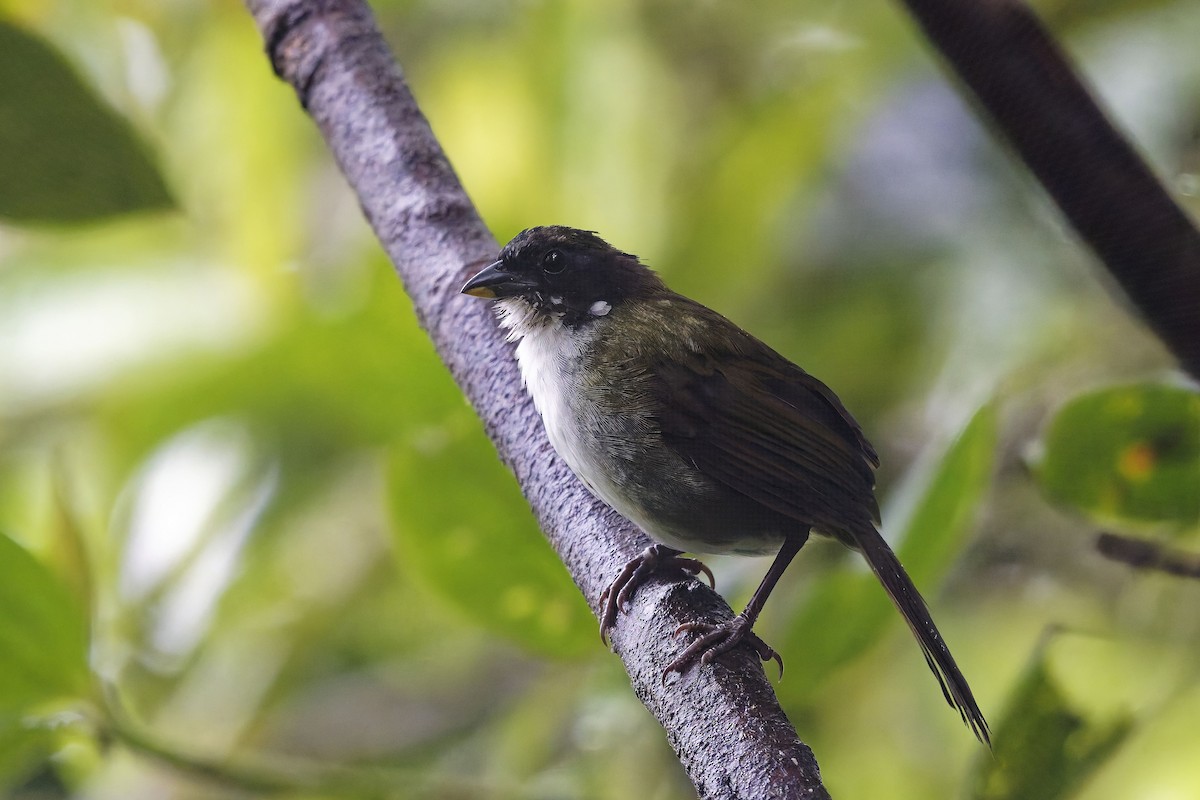 Black-headed Brushfinch - ML642432871